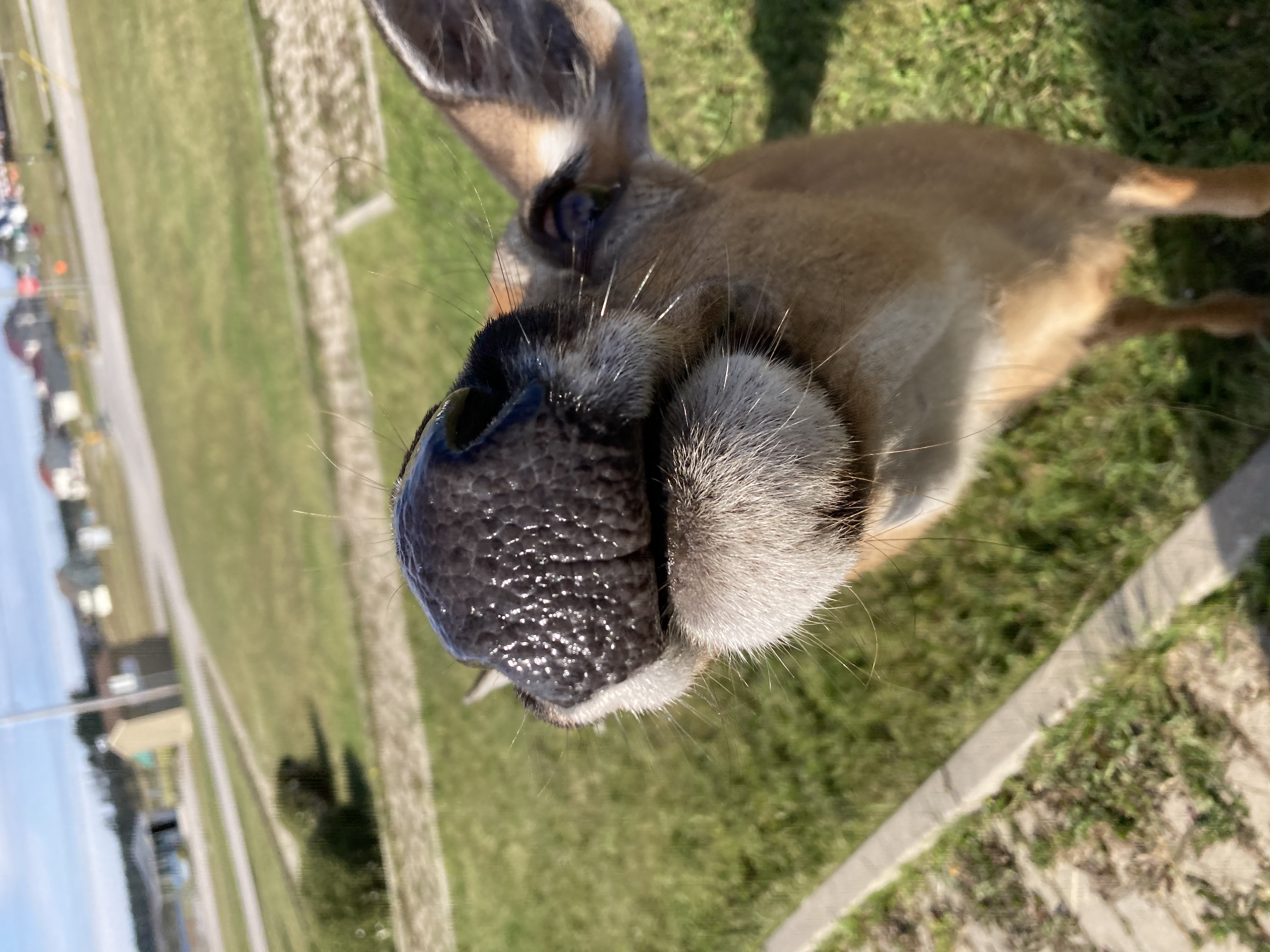 Photo d'un chevreuil